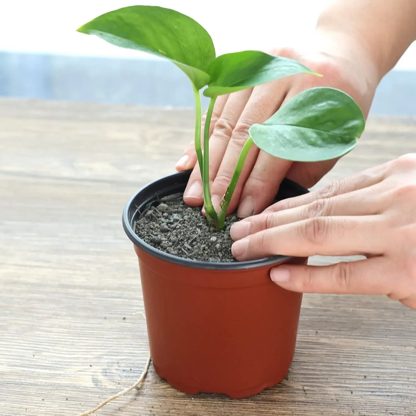 Macetas flexibles para plantas de vivero 75pzas